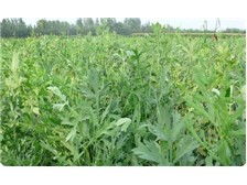 亳州药都新名片 谯城区俊杰中药材种植专业合作社产品展示与种植之道