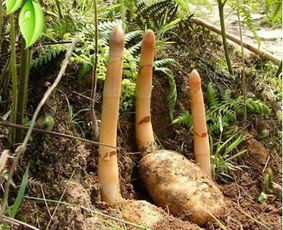 中药材种植 科学培育，药效不输野生