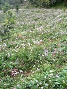 沃土生金，药香致远——探访云龙县润康中药材种植专业合作社基地