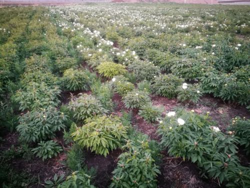 科技赋能，药香飘满鄂伦春 中药材种植为脱贫攻坚注入内生动力