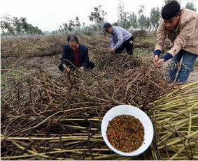 河北大城 中药种植富农家，特色产业促振兴