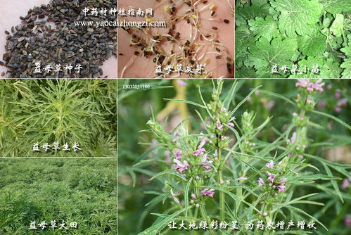 益母草 省工高产致富品种种植指南与市场行情解析