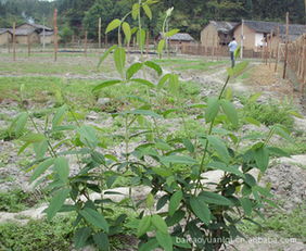 供应广东始兴良种粤蕾2号金银花树，优质供应商首选