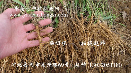 黄柴胡种植 高效益中药材的产业化发展指南