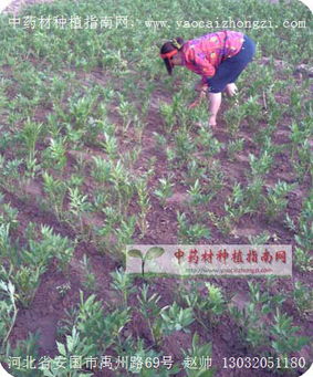 当归产业观察 种子选购、价格趋势与种植发展指南