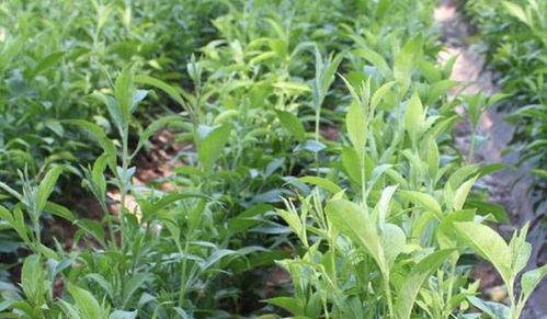 中草药种植 入门指南与技术要点