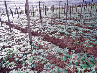 曲靖中药材产业初具规模 40.9万亩种植创产值13.9亿元，绿色发展之路渐行渐宽