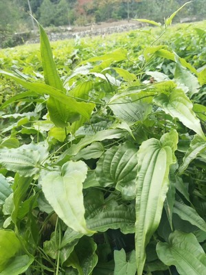 红花对叶百部 道地药材基地直供，优质种源与现货批发指南