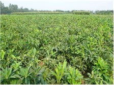 亳州市谯城区俊杰中药材种植专业合作社 匠心培育，品质为本