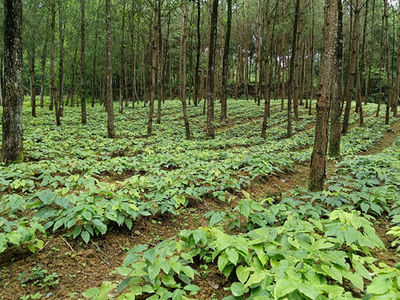 贵州江口 林下中药材 生绿又生金