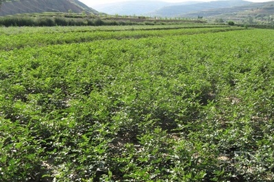 探索甘草种植基地的生态与价值 中药材种植的可持续发展之路