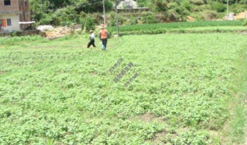 王老吉药业 中药材种植基地助力乡村振兴，谱写助农脱贫新篇章
